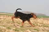 WELSH TERRIER 078